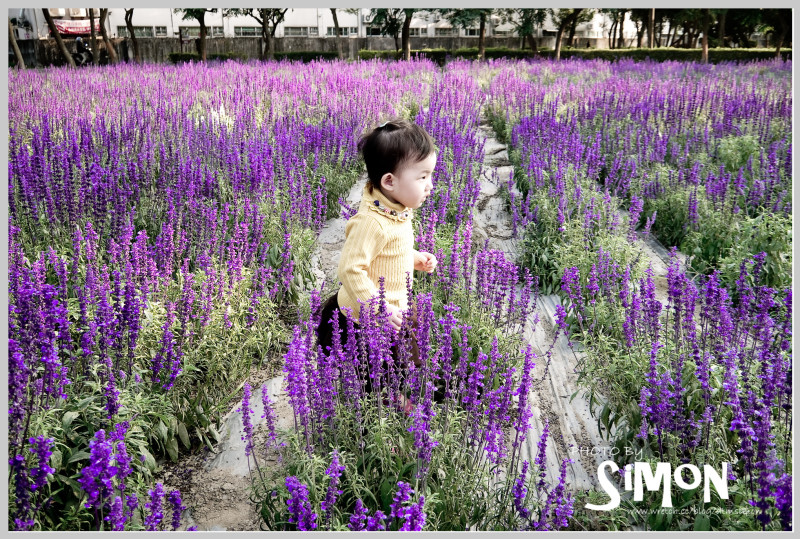 大年初二台灣糖業博物館(橋頭糖廠)台糖花卉園區半日遊