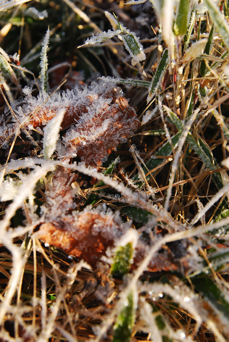 ◈南投◈ⓜ合歡山百年迎曙光(零下9度)ⓜ
