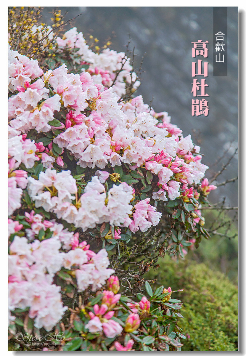 【南投】合歡山高山杜鵑．綻放高山生態的生命力