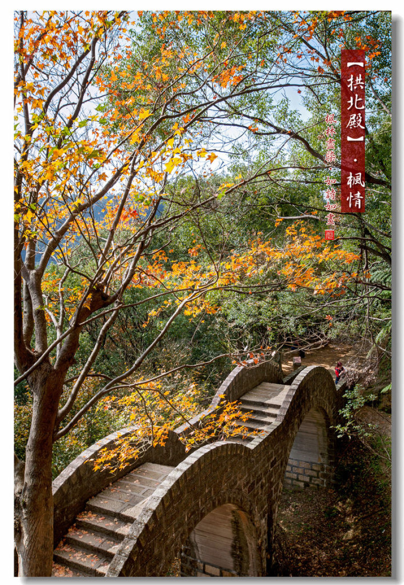 【汐止】拱北殿．楓情 - 楓林盡染、如詩如畫，北部必訪的賞楓聖地！