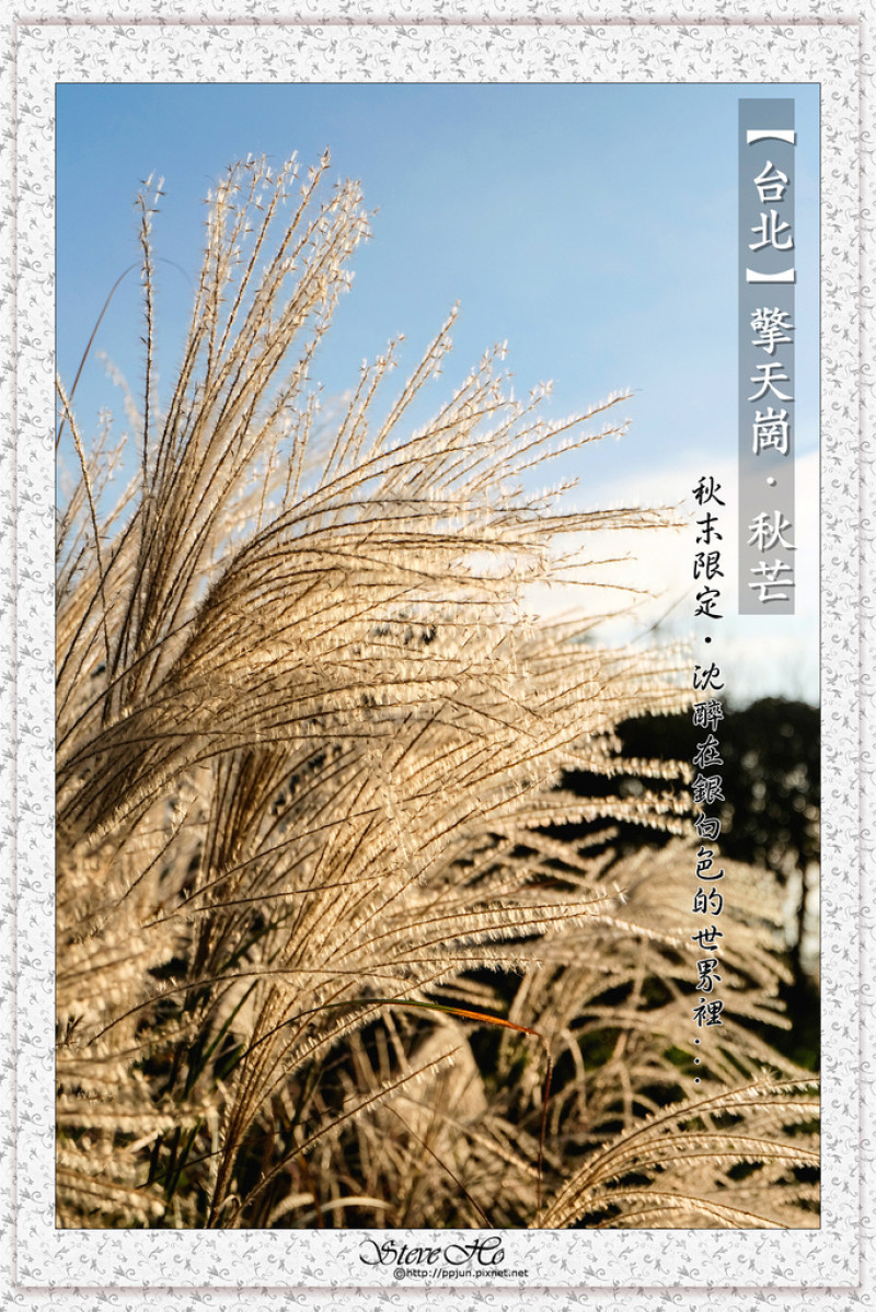 【台北】擎天崗．秋芒 -秋末限定．沈醉在銀白色的世界裡...