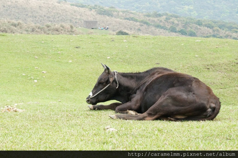【台北士林】陽明山擎天崗 無邊無際的大草原 看可愛牛兒吃草瞜！陽明山/士林區