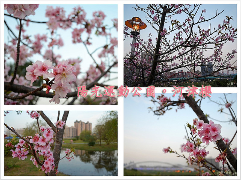 【新北。遊記】新店河濱公園也有櫻花賞。單車悠活賞河津櫻 ─ 陽光運動公園(2018/2/19 花況，已滿開，部分開始轉綠葉)