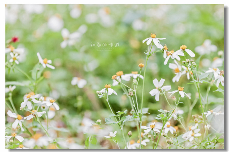 【南投】暨南大學．初春的味道