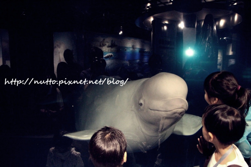 【夜宿海生館】來去和小白鯨住一晚！