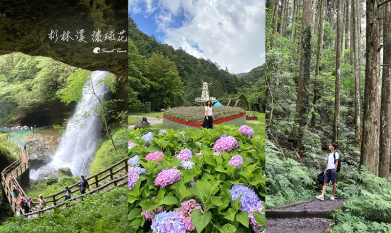 杉林溪繡球花季 - 山中賞花森呼吸 / 健走也能浪漫賞花. 感受杉林壯麗