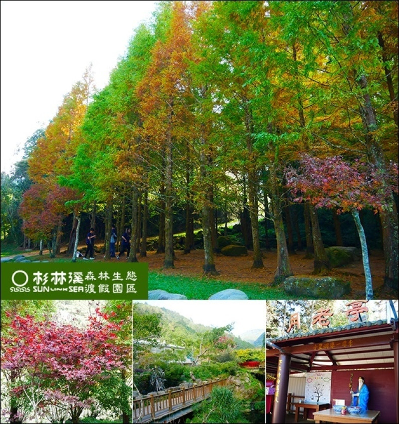 【南投景點】杉林溪森林生態渡假園區，穿越幸福隧道牽手小路一起來找尋月老公公，11月~12月季節限定素有「天下第一杉」之稱的黃金水杉林。南投親子旅遊景點 南投一日遊