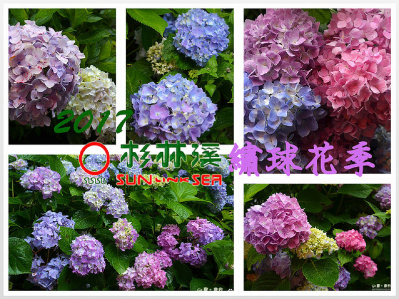 【南投。遊記】盛夏的花季。雨霧中賞繡球 ─ 杉林溪繡球花季(2017/5/30 最新花況)