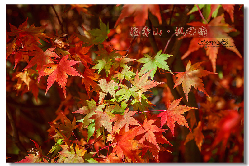 [台中] 福壽山。楓の戀