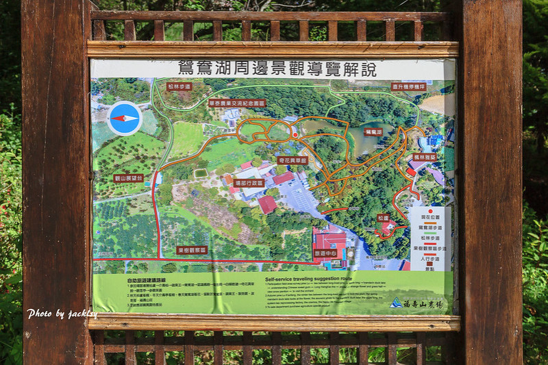 200516台中-福壽山農場魯冰花