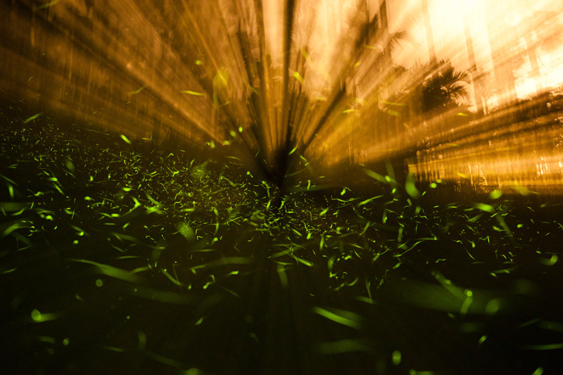 |遊|台南 2013 梅嶺螢光