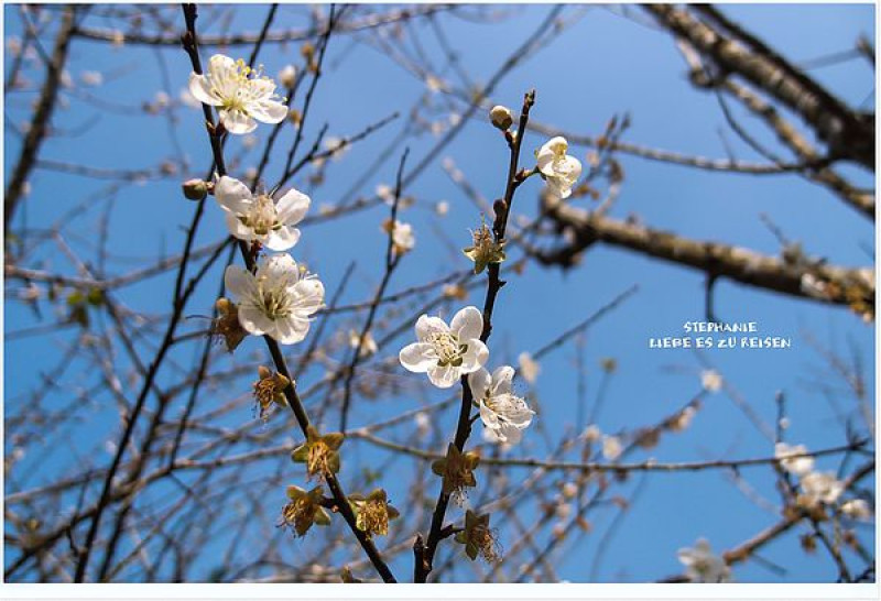 ｜台南‧楠西｜艷陽高照梅嶺賞梅趣