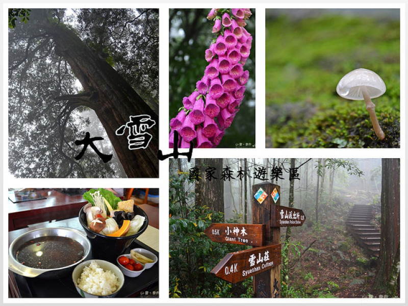 【台中。遊記】避暑森林浴賞神木。霧靄氤氳似幻境 ─ 大雪山國家森林遊樂區(小神木步道)