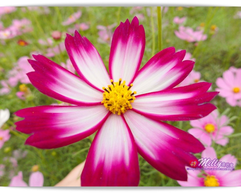 ◆高雄。橋頭區。季節限定景點◆2013橋頭花田喜事~撒落在高雄冬陽下的幸福花海