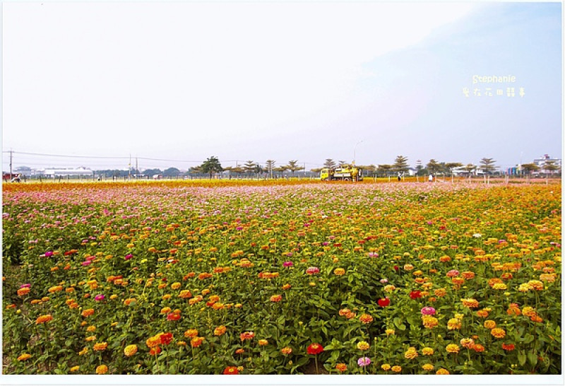 ｜高雄‧橋頭｜2013愛在花田囍事*搶先報(11/15花況)