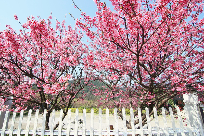［台北］：超夯賞櫻景點☆陽明山平菁街42巷