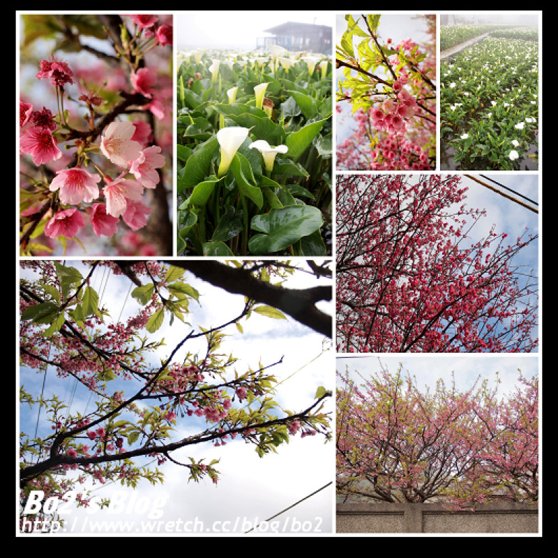 
台北.士林-陽明山平菁街42巷粉紅櫻花+竹子湖海芋盛開中
