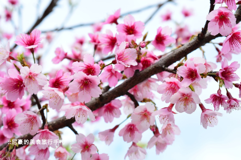 [台北士林] 賞櫻去~陽明山平菁街42巷 粉紅色的櫻花美不勝收 北部賞櫻景點推薦 附交通指南