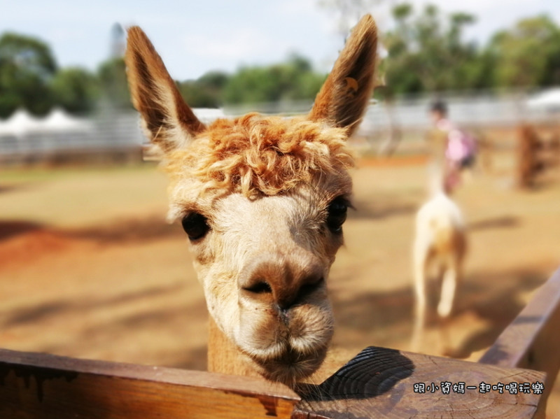 【桃園市楊梅區景點】埔心牧場 羊駝 梅花鹿 水豚近距離餵食 可愛動物表演秀 露營烤肉 北部親子一日遊推薦