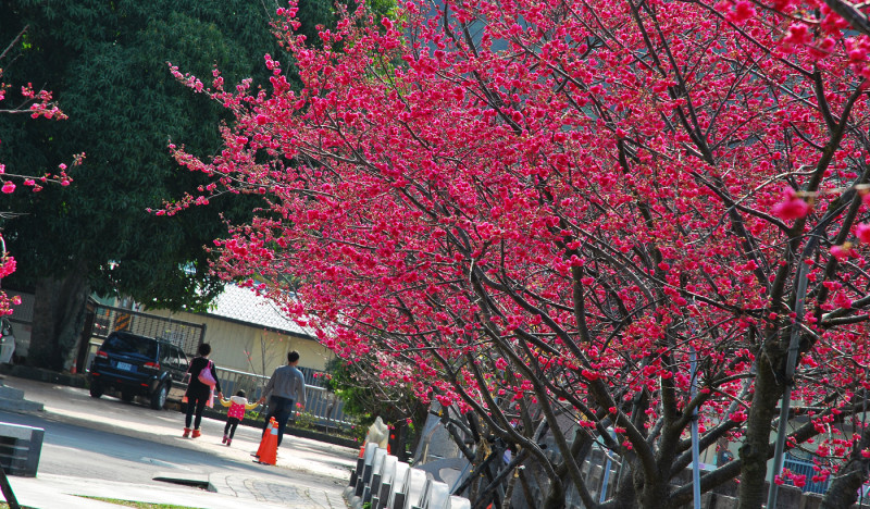 花現幸福背影 * 台中后里 . 泰安派出所櫻花