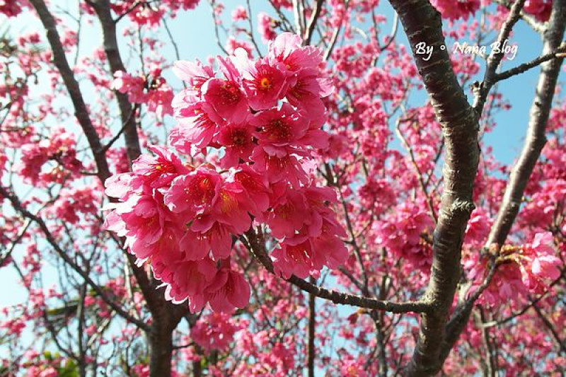獨一無二來去警局賞櫻花❤2014泰安派出所賞櫻花2/2花況