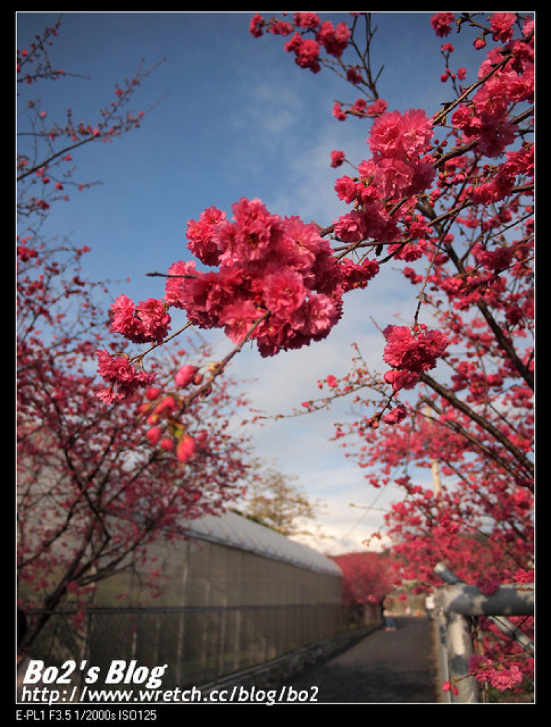 
台中.后里-再訪櫻紅依然艷麗的泰安派出所(20130208花況)
