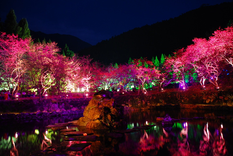 ◈南投◈ⓜ2009九族夜櫻季ⓜ