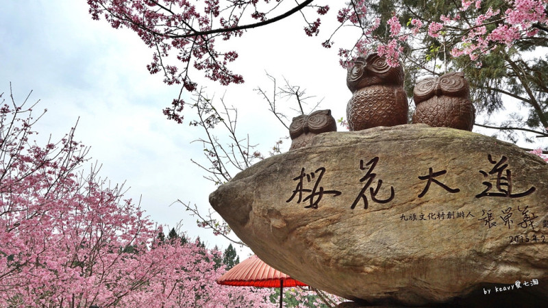 ★南投魚池★2018櫻花季【九族文化村】讓人少女心大爆發的粉紅富士櫻滿開。