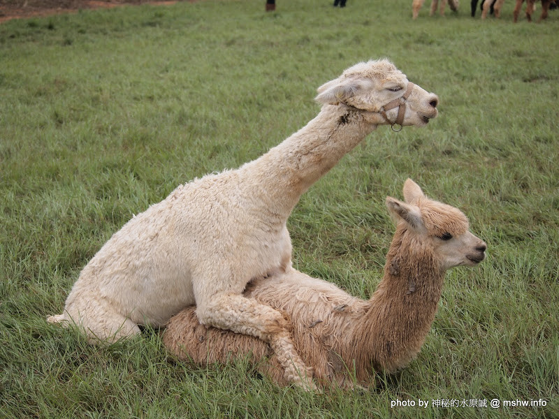 一見鍾情! 還真的是可愛動物@@ ~ 草泥馬的新家!台中外埔〞台灣省農會休閒農場暨天馬牧場〞