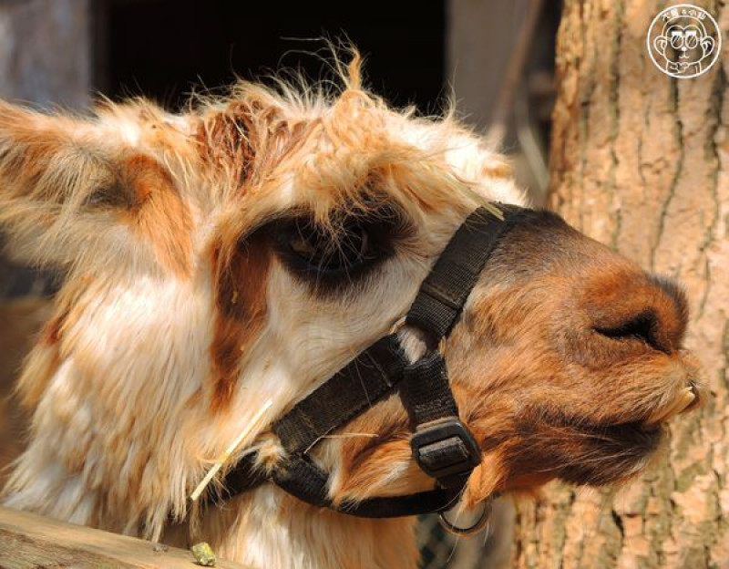 作伙來企投【台中･天馬牧場】風吹草動見草泥馬