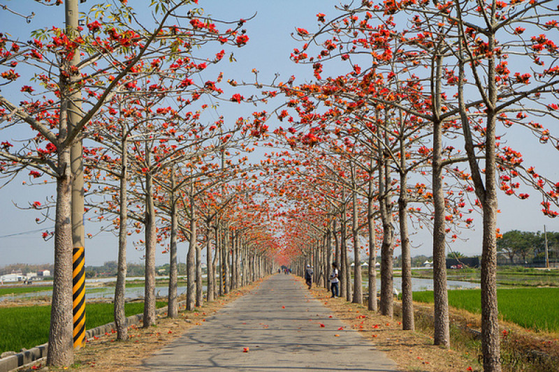 【遊記】｛台南。白河鎮｝林初埤~木棉道        
      