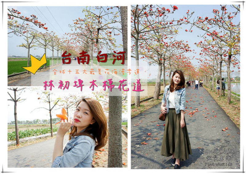 ▌景點◆台南白河。林初埤木棉花道。即時花況約開八成。全球最美十五條花海街道之一，亞洲唯一！感受鄉間小徑的悠閒，漫步在火紅魅力之中！