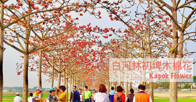 【2019台南木棉花季】白河林初埤木棉花道 ❃ 全球最美十五條花海街道 ❃ 亞洲唯一入選最美的花海街道