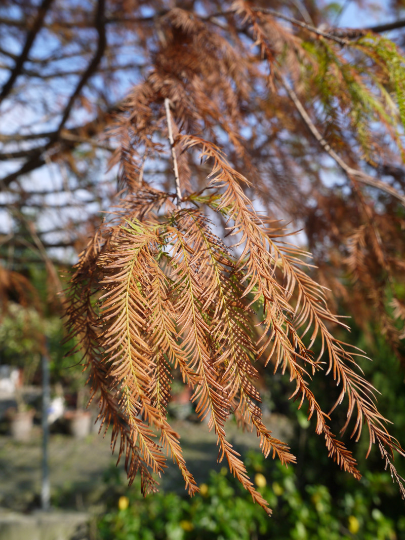 彰化田尾-菁芳園 