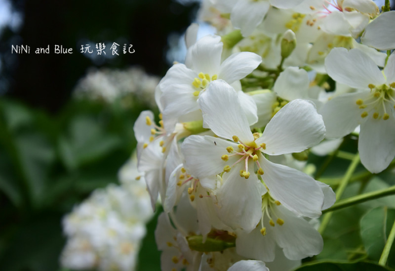 【雲林古坑景點】古坑荷苞山桐花公園，油桐花開的夏日五月雪，雲林旅遊景點