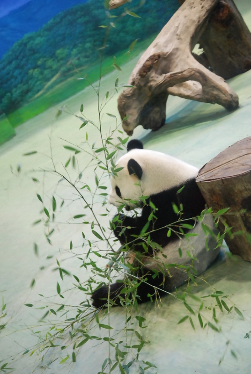 ◈台北◈ⓜ木柵動物園ⓜ