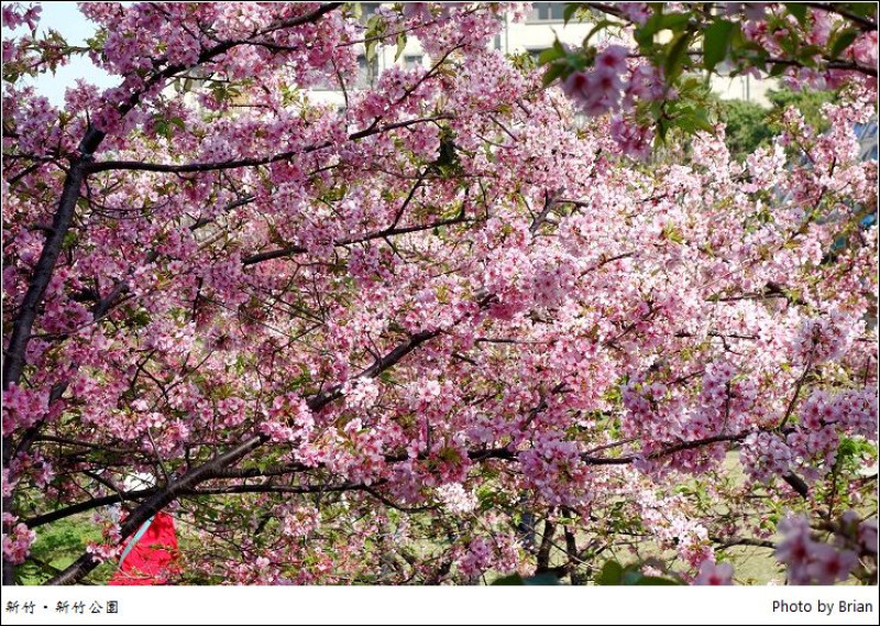 新竹公園櫻花季。把握機會追那滿滿的粉嫩河津櫻