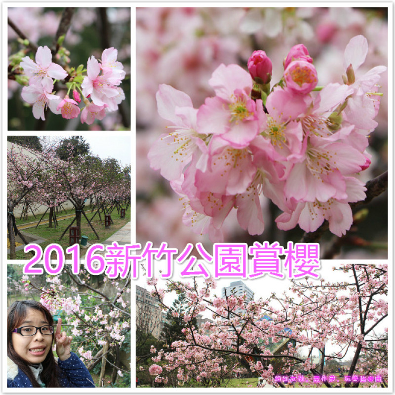 ((賞花日))2016新竹公園賞櫻去。當個小小的迷妹，去粉紅的世界浪漫一下，在這裡來個櫻花也餐會也不賴喔！(2016.02.22的花況)