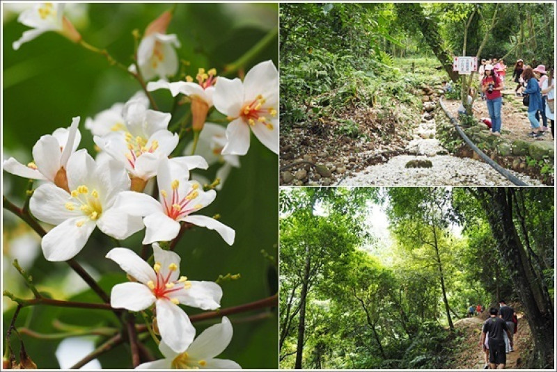 桃園大溪｜十一指古道．欣賞桐花雪溪流相伴桐花步道