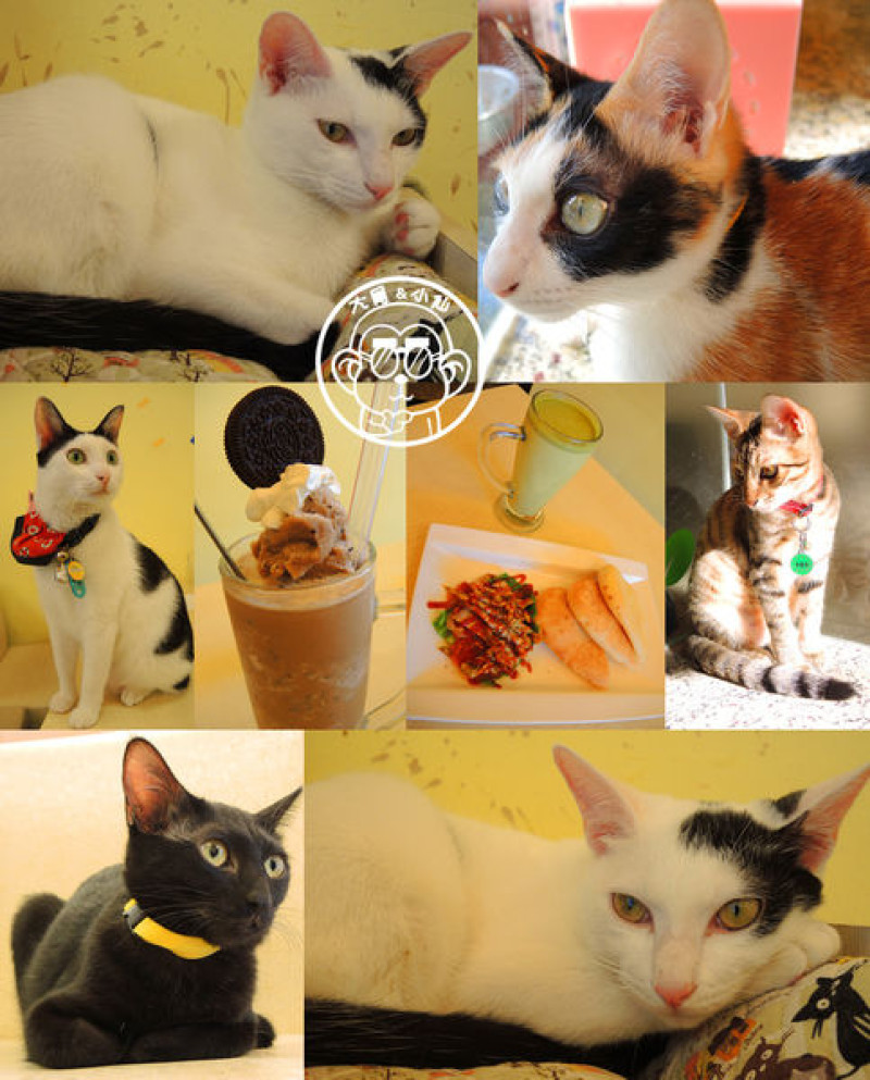 呷飽祙【新北三重･野喵中途咖啡】喵星人左擁右抱用餐              