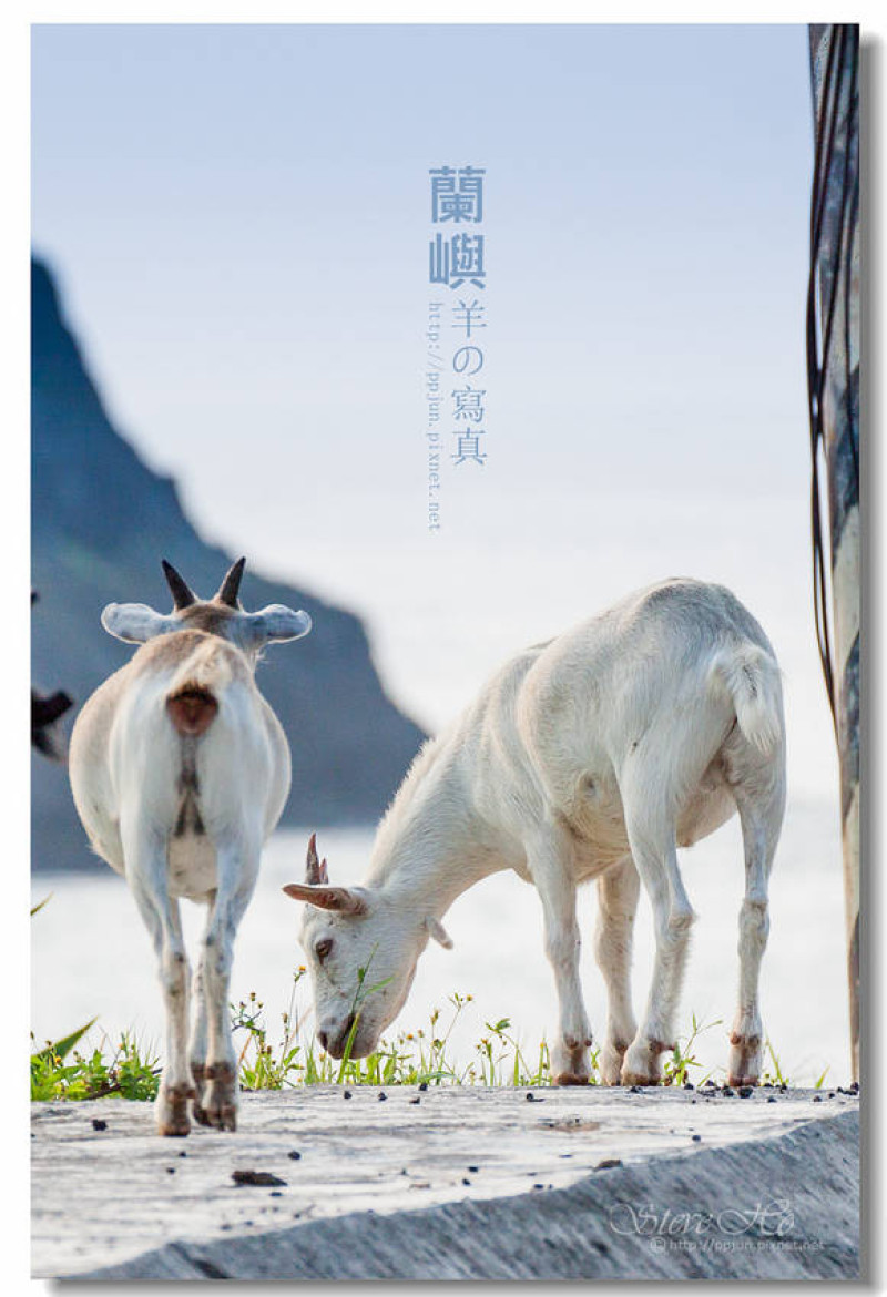 【蘭嶼】羊の寫真．另類島主，無所不在