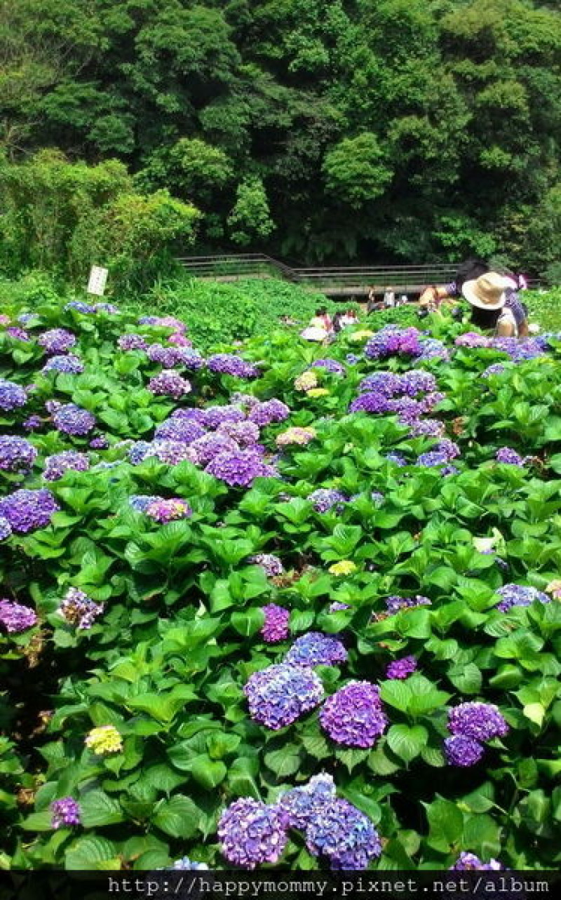 ♥ 陽明山竹子湖繡球花季 - 來去百年大梯田賞花