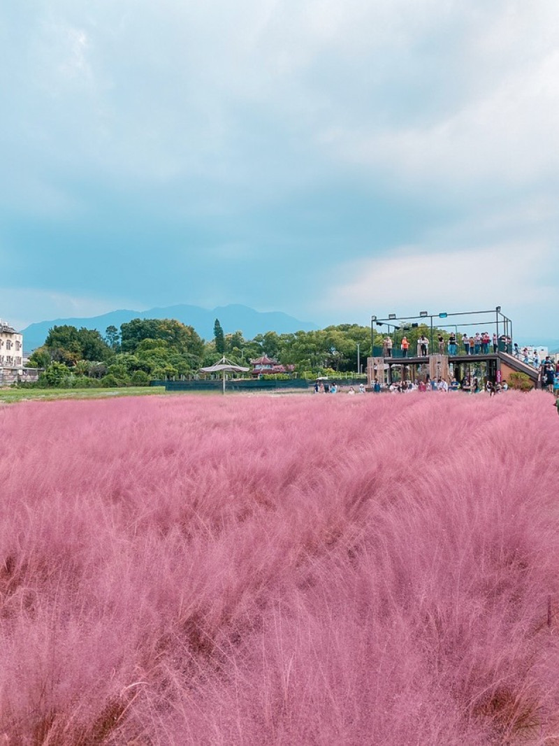 南投 │ 集集 │和平快樂田園 │粉芒園 │ 粉黛亂子草