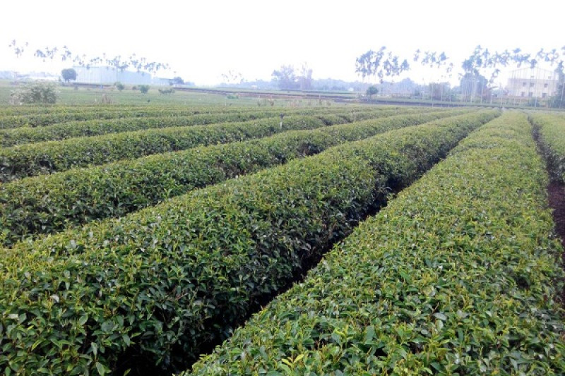 早安，發現中台灣小鄉鎮魅力