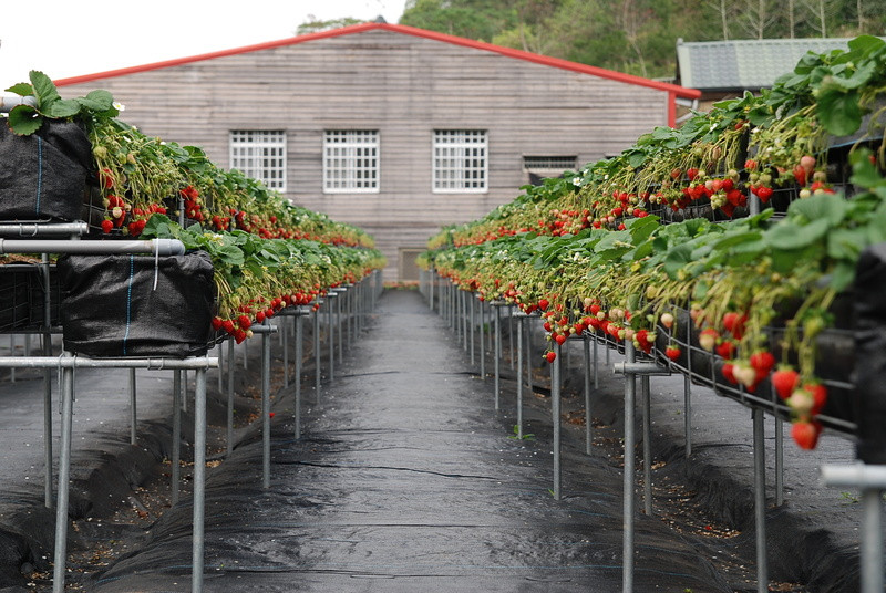 ◈苗栗◈ⓜ山頂果園農場ⓜ