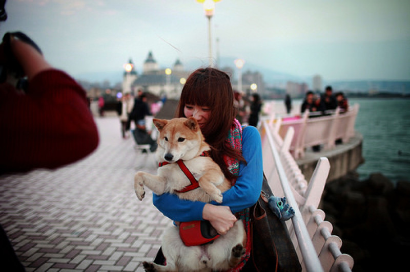 小狗擁抱慵懶的淡水半日閒
