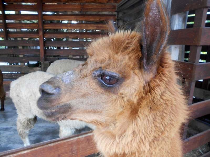 走！來去看飛機+給動物看!!!    ..高雄小港淨園農場