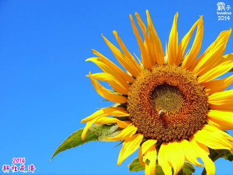 2014新社花海暨台中國際花毯節，散步賞花去～        
      