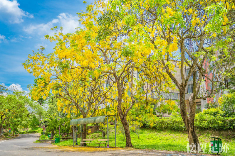 好美！五個最浪漫的虎頭埤阿勃勒拍攝點，不怕在廣大的園區內迷路了！收藏最美的虎頭埤阿勃勒花季