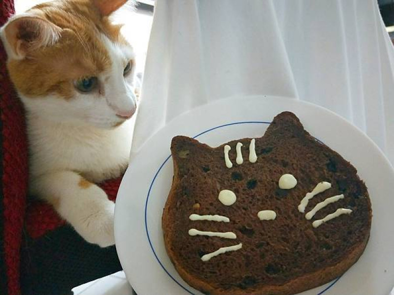 美食【中正區。愛天空烘培屋】貓咪吐司 ねこねこ食パン｜超萌禮盒組｜原味+巧克力核桃口味+貓屋